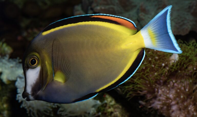 A „NEMO megmentése” törvény véget vetne az akváriumi halak gyűjtésének és importjának