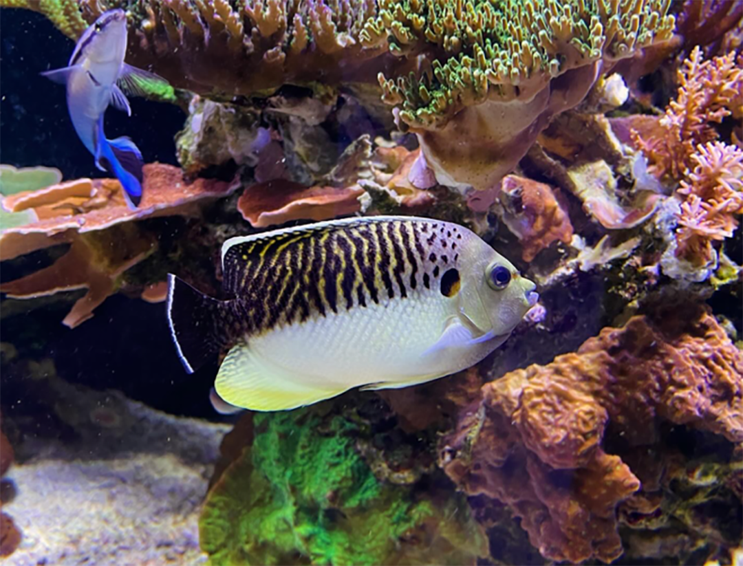 Tiger-angelfish-Apolemichthys-kingi