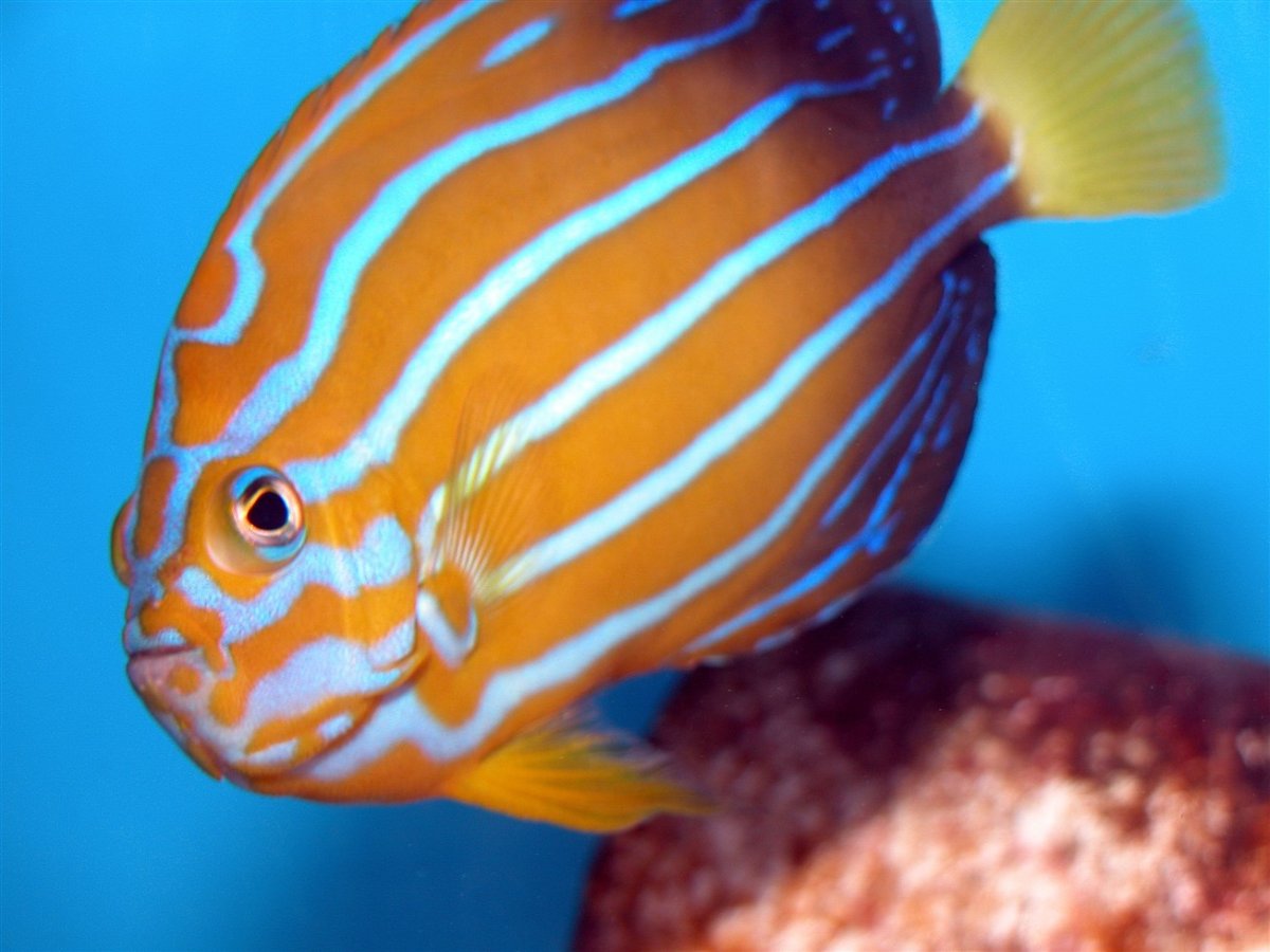 blueline angelfish