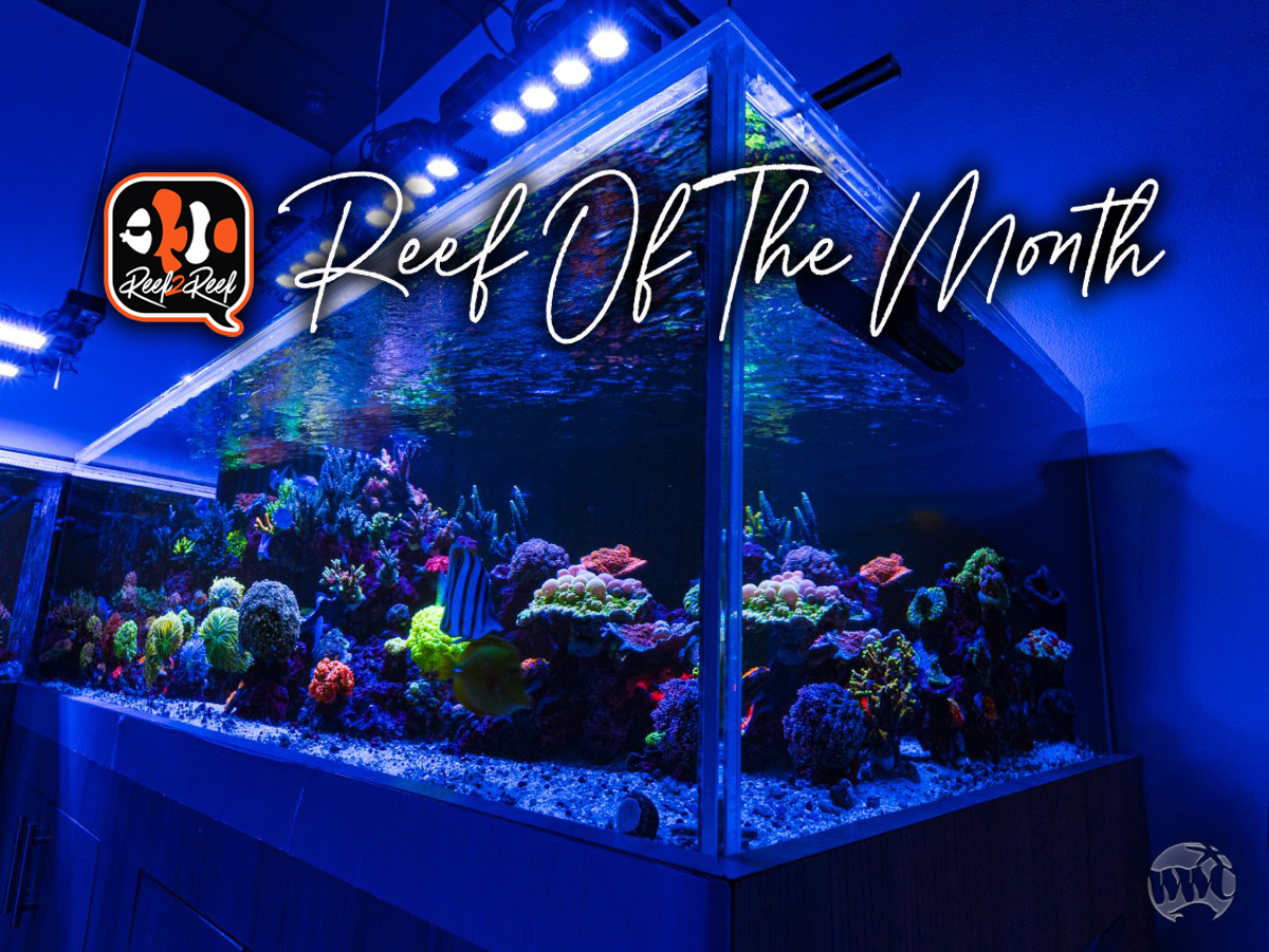 reef2reef – A HÓNAP akváriuma – 2025. április: A WWC 400 gallonos vízi paradicsoma!!!