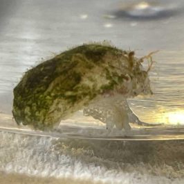 Slipper-1.jpg