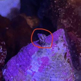 Baby-Trochus.jpg