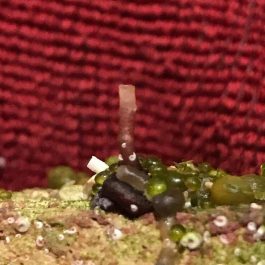 Vermetid-Snail.jpg