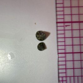 Baby-Trochus2.jpg