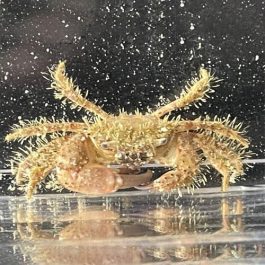 Xanthid.jpg