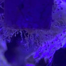 hydroids.jpg