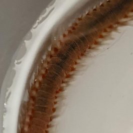 Eurythoe-complanata2.jpg