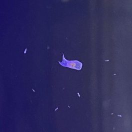 Amphiscolops.jpg