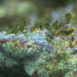 bubble-algae1.jpg