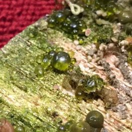 bubble-algae.jpg