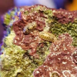 Chiton.jpg