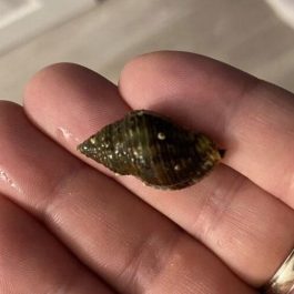 Whelk.jpg