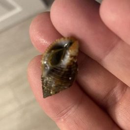 Whelk2.jpg