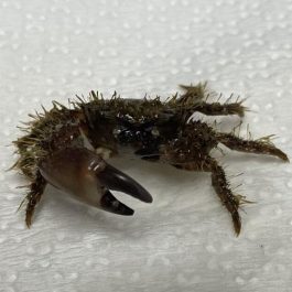 Xanthid2.jpg