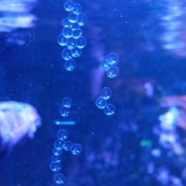 strombus-eggs.jpg