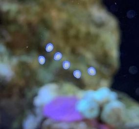 Nerite Eggs.jpg