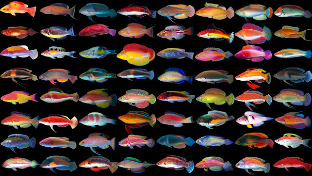 A képen zátony, hal, akvárium látható
Előfordulhat, hogy az AI által létrehozott tartalom helytelen.