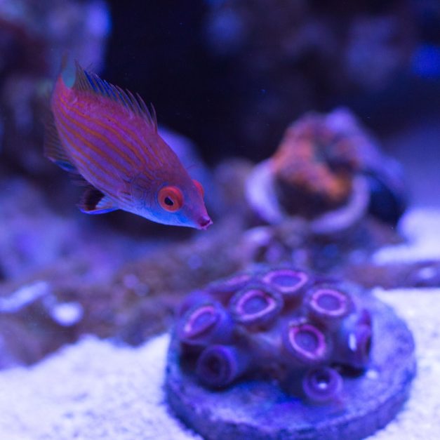 A képen Tengerbiológia, víz alatti, zátony, Organizmus látható

Előfordulhat, hogy az AI által létrehozott tartalom helytelen.