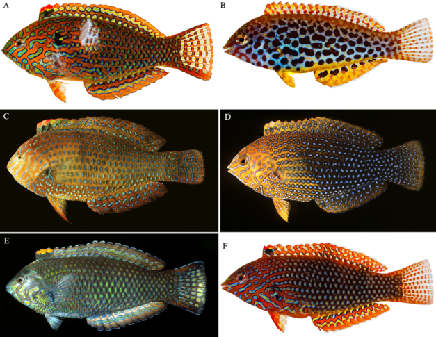 A képen hal, Tengerbiológia, Uszony, Organizmus látható

Előfordulhat, hogy az AI által létrehozott tartalom helytelen.