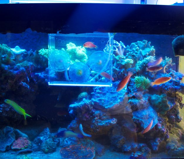 How to Acclimate New Fish | Reef Builders | The Reef and Saltwater Aquarium  Blog